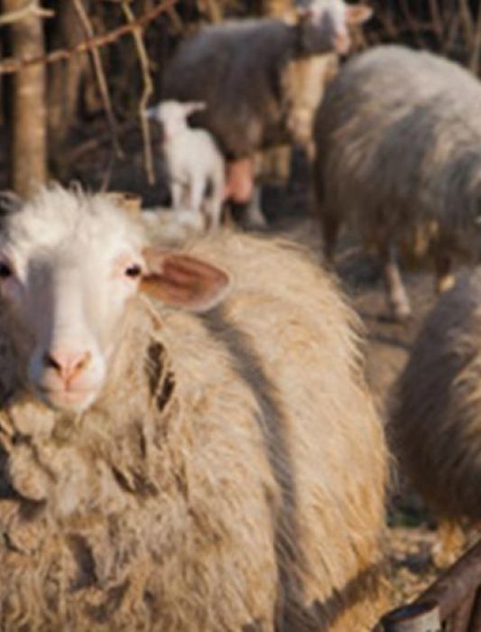 Visita guidata all’azienda agricola biodinamica