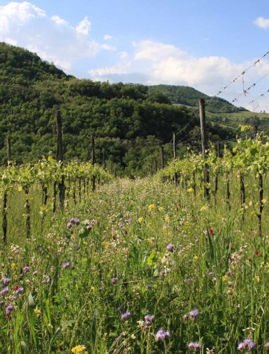 Passeggiata nei vigneti & degustazione