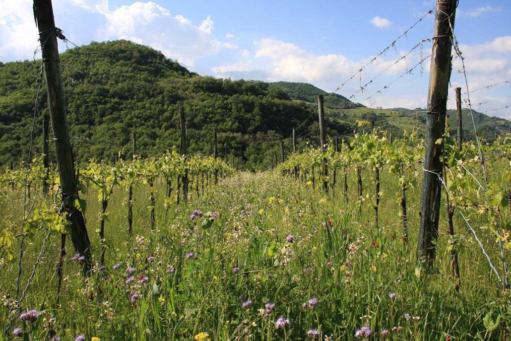 Al di là del Fiume – Passeggiata nei vigneti & degustazione