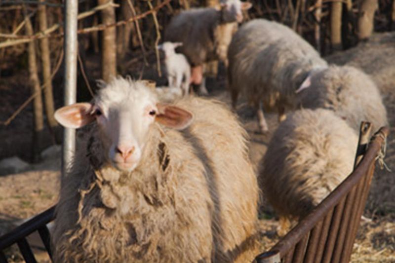 Bio Agriturismo Il Cerreto – Visita guidata all’azienda agricola