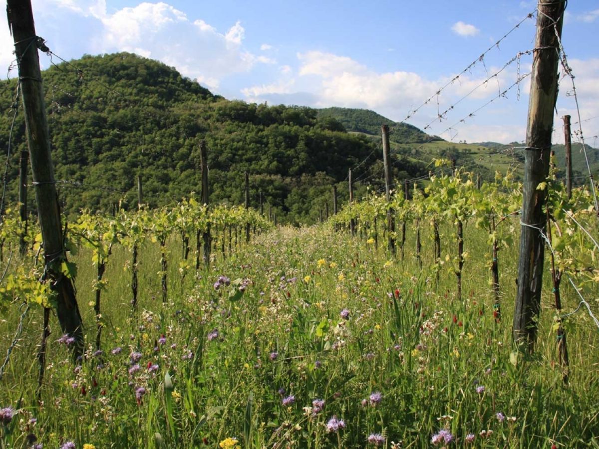 Al di là del Fiume – Passeggiata nei vigneti & degustazione