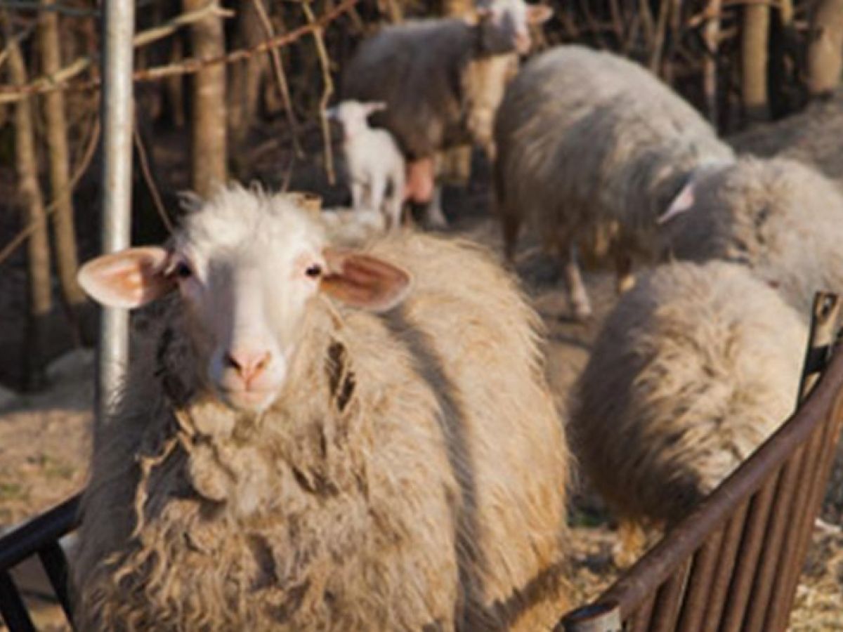 Bio Agriturismo Il Cerreto – Visita guidata all’azienda agricola